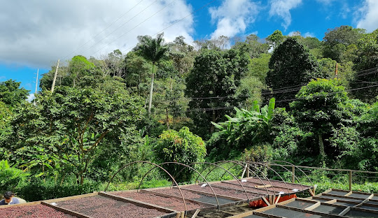 ponto turistico guaramiranga trilha do cafe 